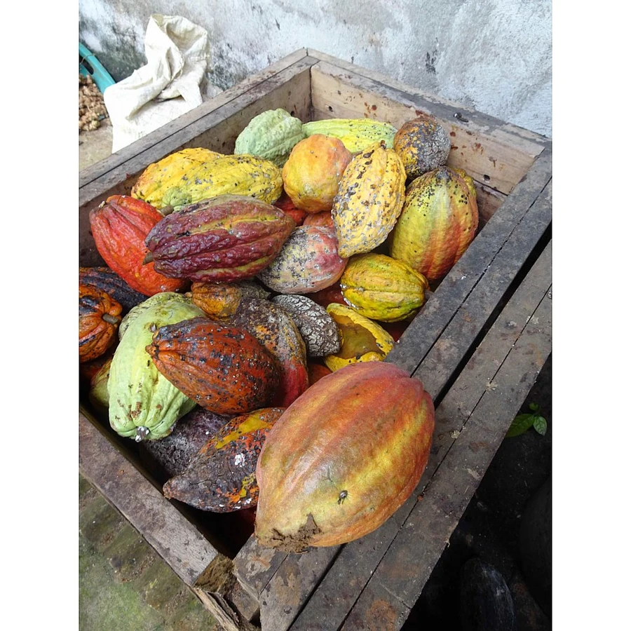 Bean to Bar Course in Italian FBM Area